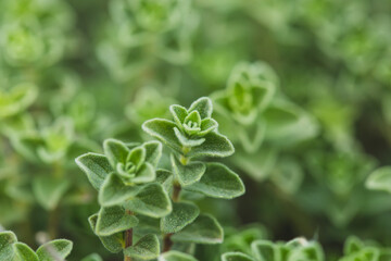 close up of oregano  leaves