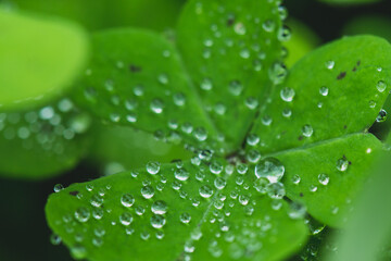 water drops on a st patrick clover