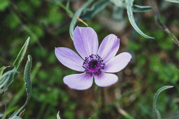 flower in the garden