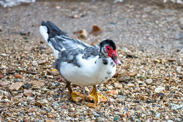 colorful goose