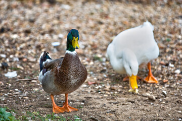 two ducks on the ground