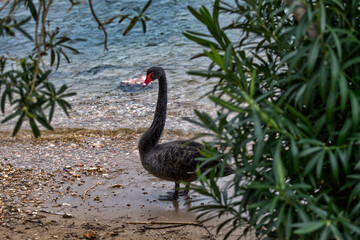 Obraz premium black swan on the lake