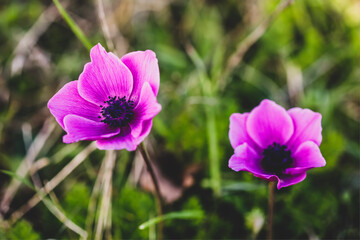 two purple anemone flowers
