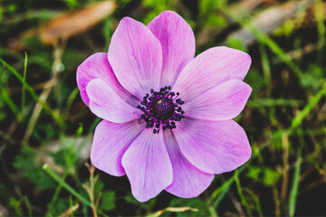 Fototapeta premium purple flower in the garden