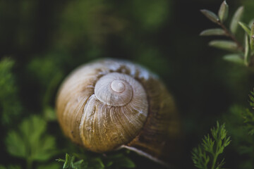 closeup of a snail shell on a leaf