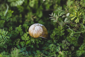 snail on a leaf