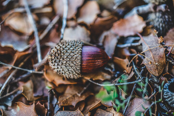 acorn on the ground