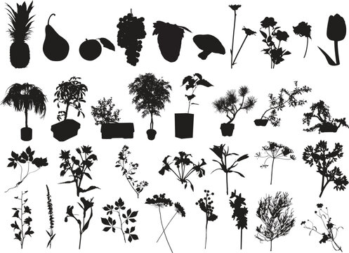 set of silhouettes of plants and flowers.