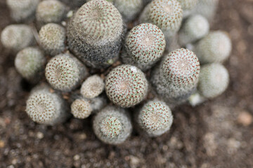Cactus plants. Mammilliaria. Group of plants in a pot. Twin spined cactus.