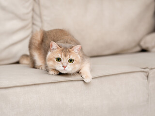 Fototapeta na wymiar A red fluffy British kitten with beautiful green eyes lies on the sofa and warily looks after the toy.