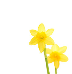 Two daffodils on a white background with copy space.  Banner. Elegance.  Botany. Gardening 