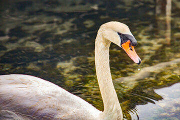 swan portrait  in the water