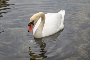 swan on the water