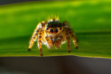 spider on a leaf