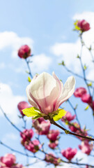 Beautiful blooming white and pink magnolia tree on spring day