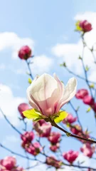 Foto op Canvas Beautiful blooming white and pink magnolia tree on spring day © MariiaDemchenko