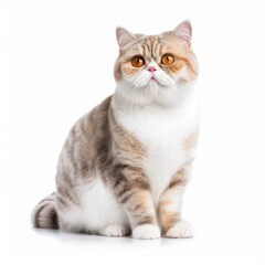 Obraz premium Cat Exotic Shorthair Mix on White Background ,Generative AI.