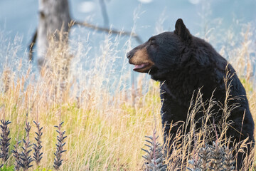 Black bear in Alaska