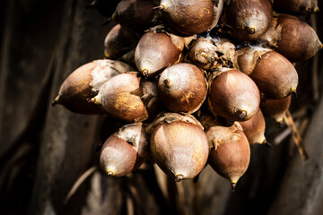 Palmeira babaçu fruto oleaginoso dos biomas cerrado e Amazônia brasileira