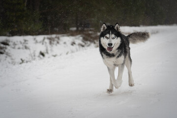 A husky dog ​​with multi-colored eyes runs in winter when it snows.