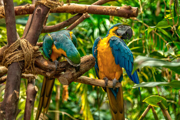 blue and yellow parrots