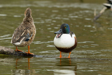 水辺で鳴いているハシビロガモ達