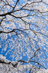 しだれ桜。空から降り注ぐかのような桜の花。