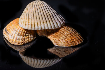 Seashells on a black background with reflection.