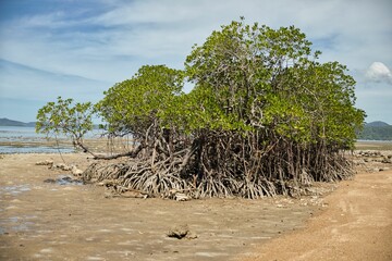 Mangrove trees on a wide sandy beach in Coron, Philippines.