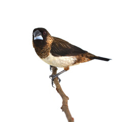 White-rumped Munia bird