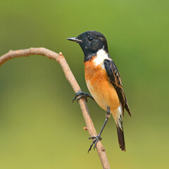 Eastern Stonechat bird