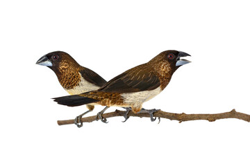 White-rumped Munia bird