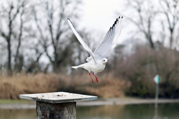 Seagull with big wings stretched up lands on a bollard