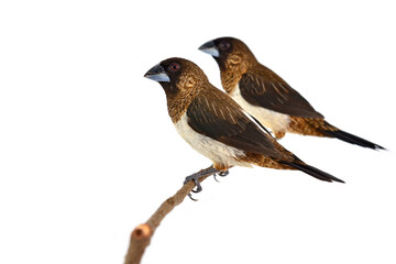 White-rumped Munia bird