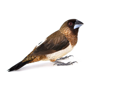 White-rumped Munia bird