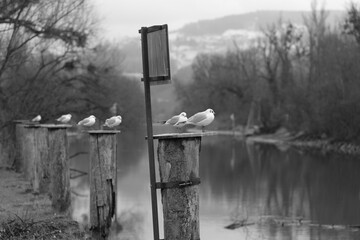 Two seagulls on a bollard with sign behind it in black and white