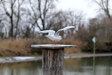 Seagull standing on bollard with raised wings