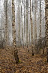 Birch wood an early misty morning in march