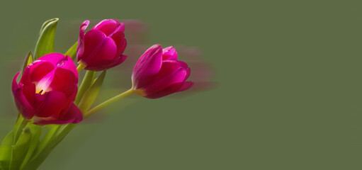 Bright pink tulips on a blurry green background. The concept of spring or love. Postcard, texture for design, banner. Copy space