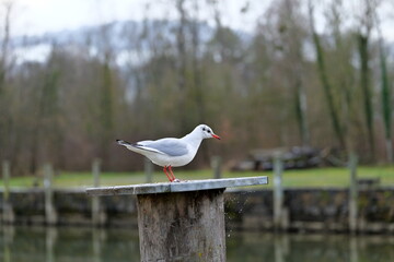 A seagull with red beak and red feet stands on a bollard