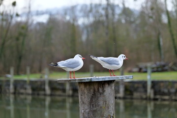 Two seagulls standing on a bollard in winter