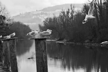 Group of seagulls on a bollard, one flying away in black and white