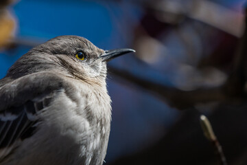 Obraz premium close up of a bird on a branch