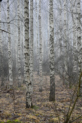 Obraz premium Birch wood an early misty morning in march