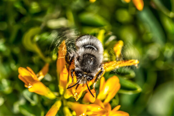 bee on a flower