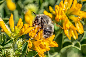 bee on yellow flower