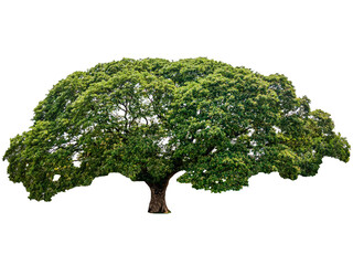 Large Samanea saman or Rain tree on background