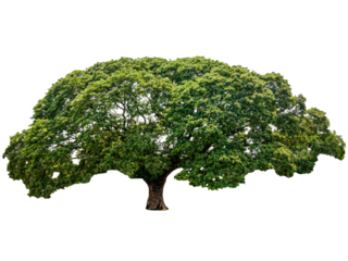 Large Samanea saman or Rain tree on background