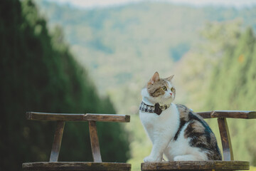 travel in autumn with scottish cat with tree and mountain background