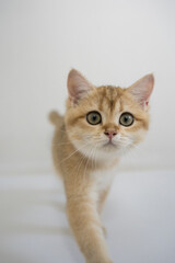 indoor play time for gold british cat kitten with white background